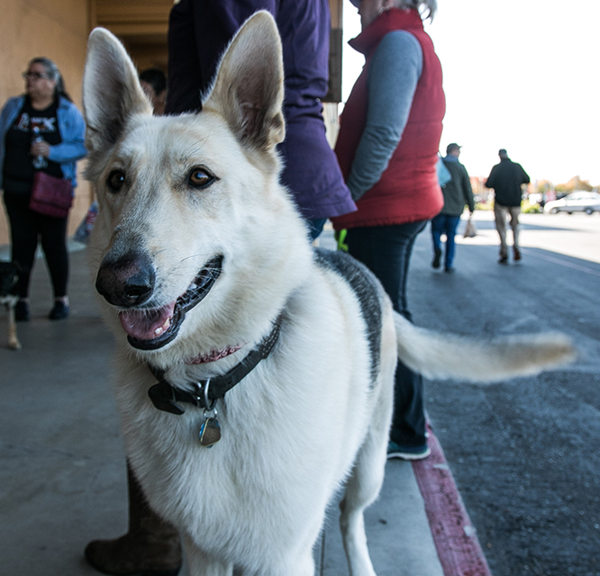 Cody (Aspen)